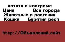 котята в костроме › Цена ­ 2 000 - Все города Животные и растения » Кошки   . Бурятия респ.